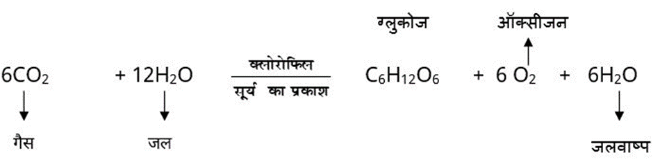 Photosynthesis in hindi