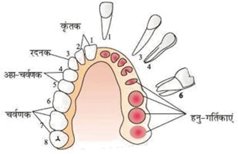 Human teeth मनुष्य के दाँत