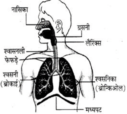 श्वसन ( respiration system)
