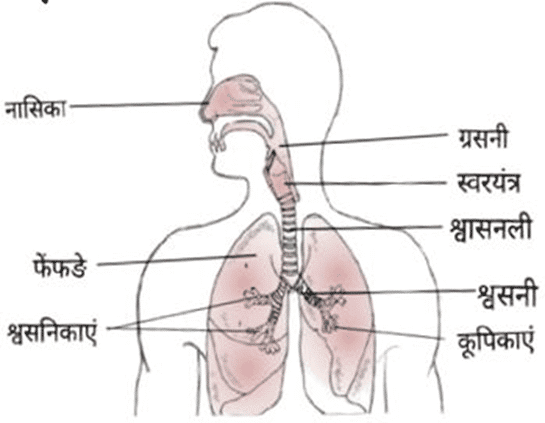Human respiratory system
