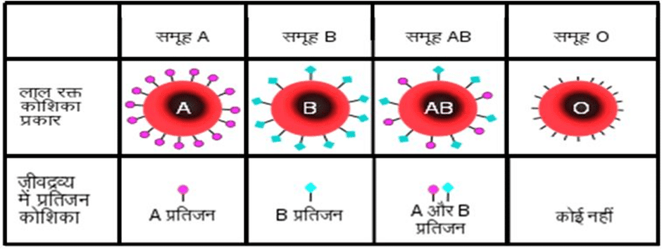 Blood group रक्त समूह