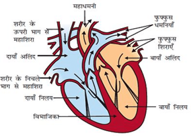 Human heart मानव हृदय