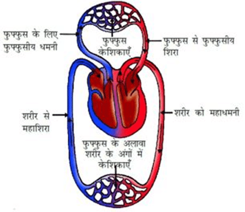 Double circulation दोहरा रक्त परिसंचरण