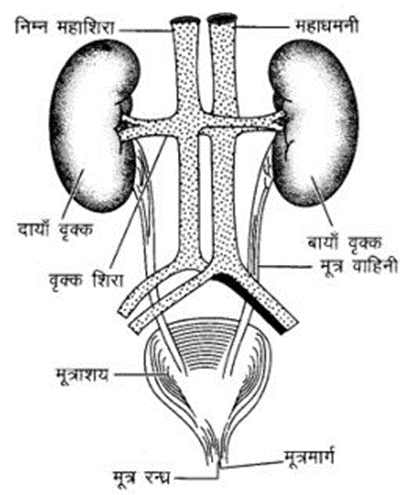Human excretory system मानव उत्सर्जन तंत्र