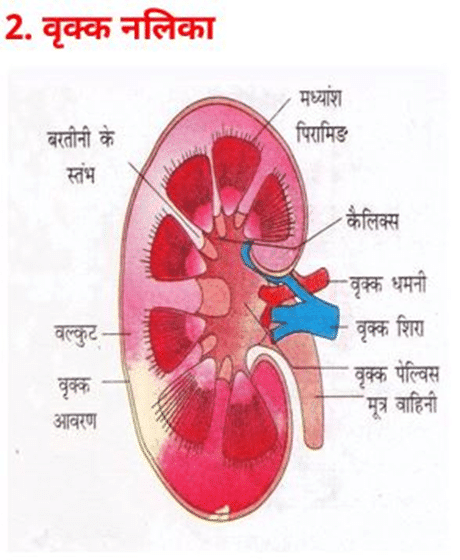 Mechanism of renal excretion