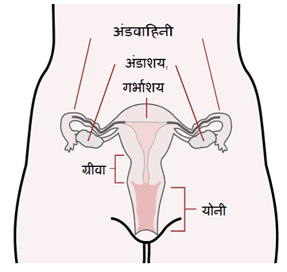 Female reproductive system मादा जनन तंत्र
