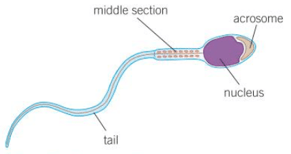 1. 4 sperm cells diagram | quizlet