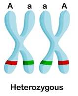 A picture containing text, scissors, tooldescription automatically generatedविषमयुग्मजी (heterozygous)