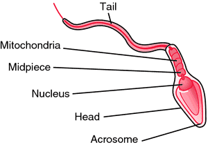 Acrosome | definition of acrosome by medical dictionaryअग्रपिंडक या एक्रोसोम (acrosome )
