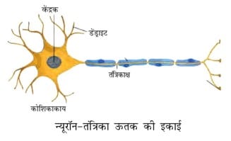 Nerve tissue तन्त्रिका ऊत्तक