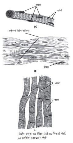 Cardiac muscle कार्डियक (हृदयक) पेशी 