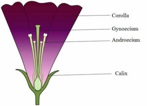 Collect the androecium and gynoecium of different flowers prepare a report by comparing their पुमंग (androcium)