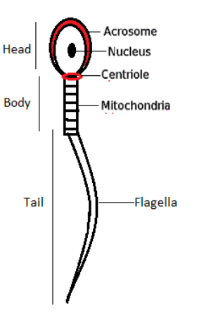 Describe structure of human sperm with the help of class 12 biology cbsehyaluronidase enzyme