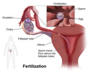 Difference between internal and external fertilization | definition, mechanism of fertilization, roleआंतरिक निषेचन (internal fertilization)