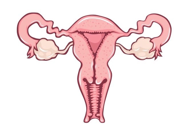 Female reproductive system | मादा जनन तंत्र