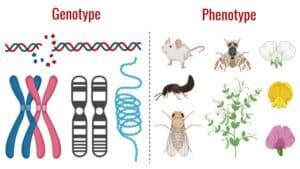 Genotype vs. Phenotype: major differences between the twoजीनी-प्ररूप (genotype)