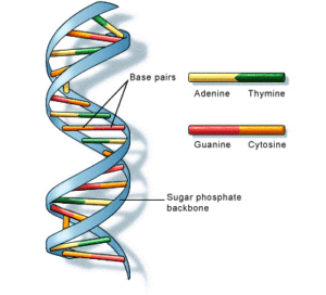 वंशागति (heredity / inheritance)heredity: facts (science trek: idaho public television)
