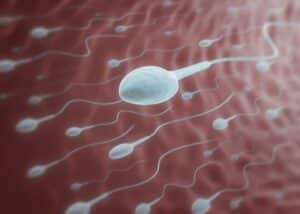How to increase sperm count with six doctor recommended strategiesशुक्राणु की संरचना एवं प्रकार तथा वीर्य