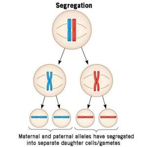 2. पृथक्करण का नियम (law of segregation)law of segregation - definition and examples - biology online dictionary