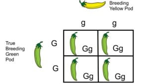 Monohybrid cross: a genetics definitionएकल संकर संकरण (monohybrid cross)
