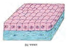 Cuboidal epithelium घनाकार एपीथीलियम