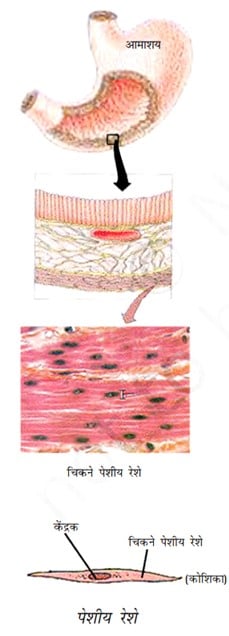 Animal tissue जन्तु ऊत्तक