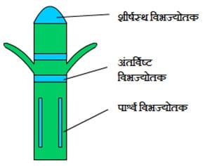 Meristem tissue विभज्योत्तक ऊत्तक