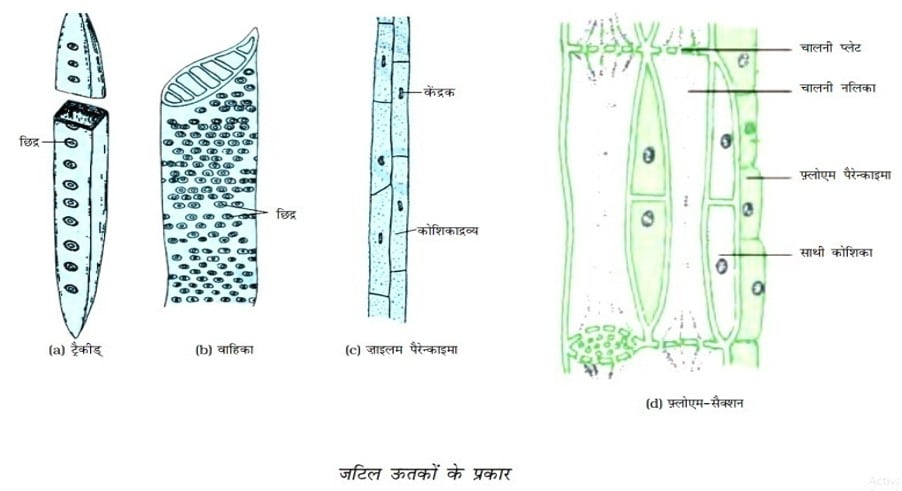 Types of complex tissue