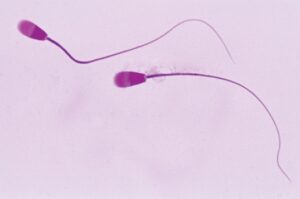 Sperm | definition, function, life cycle, & facts | britannica