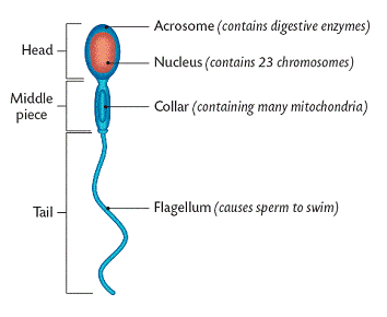 शुक्राणुजनन क्या है। शुक्राणु की संरचना। (spermatogenesis and structure of sperm) :- |