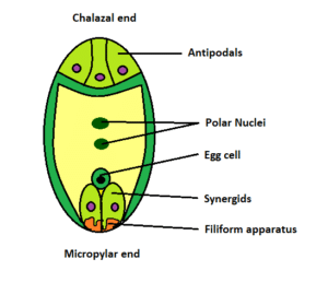 The number of synergids and antipodals present in a class 12 biology cbseकेन्द्रिक कोशिका (central cell)