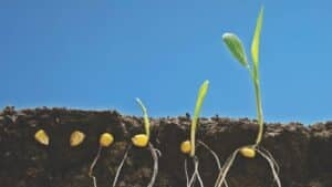 Which came first, the plant or the seed? | बीज और इसका विकास