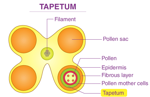 टेपिटम (tapitum)