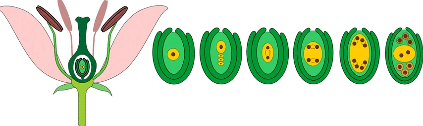 भूर्णकोष (embryo sac)