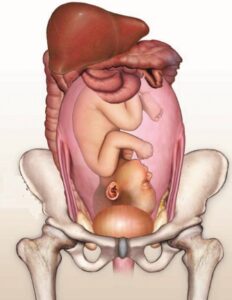 गर्भाशय (utrus)