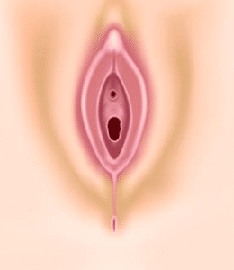 योनि (vagina)