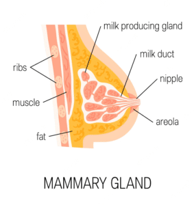 स्तन ग्रंथियां (mammary gland)