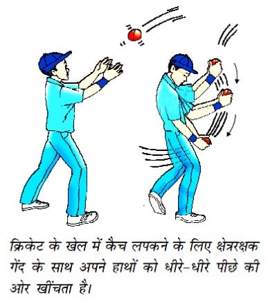 एक क्रिकेट खिलाड़ी बॉल लपकते समय अपना हाथ खिंच लेता है a cricket player stretches his hand while catching the ball