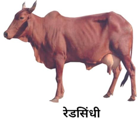 रेडसिंधी redsindhi