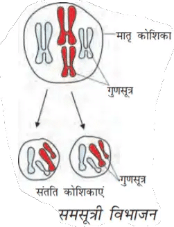 Cell division कोशिका विभाजन