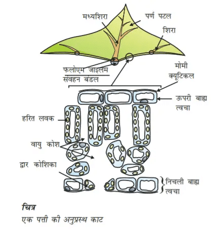 Cross section of a leaf