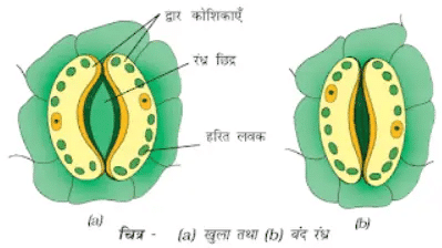 The pore closes when the cells contract
