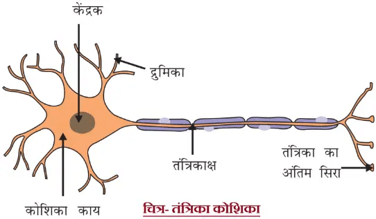 Nerve cell (neuron)