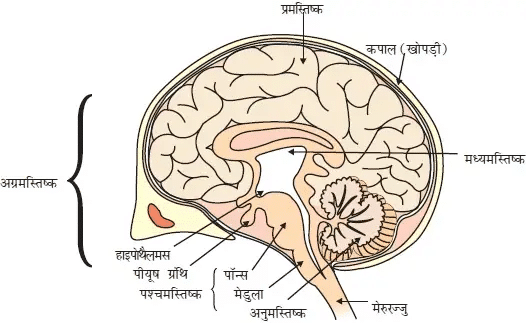 There are three main parts or regions in the brain.