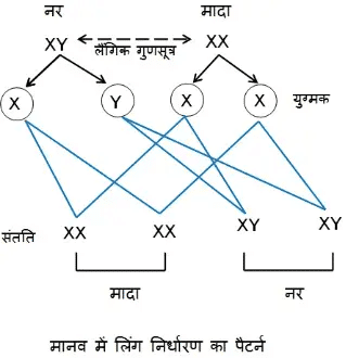 Pattern of sex determination in humans