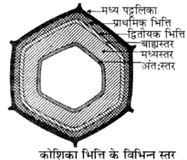 Cell wall कोशिका भित्ति