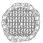 Class 10 Science Important Question Chapter 7